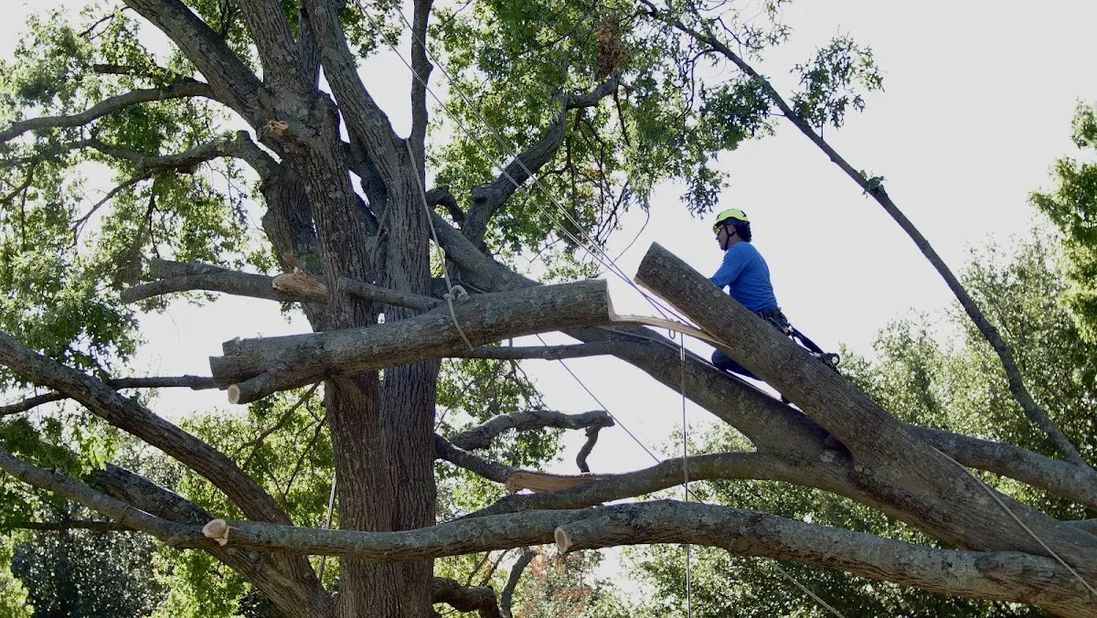 Professional Crown Thinning performed by certified arborists in Carrie