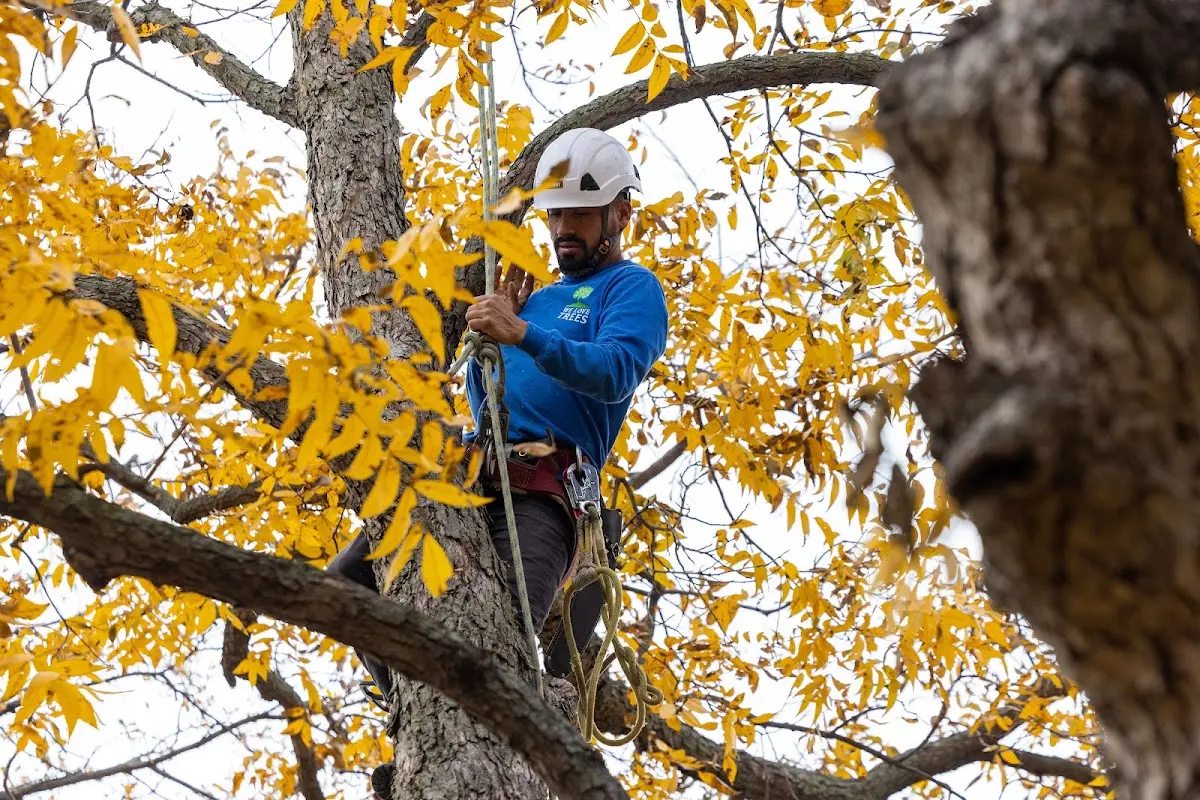 Skilled Dead Tree Removal crew working in Carrie