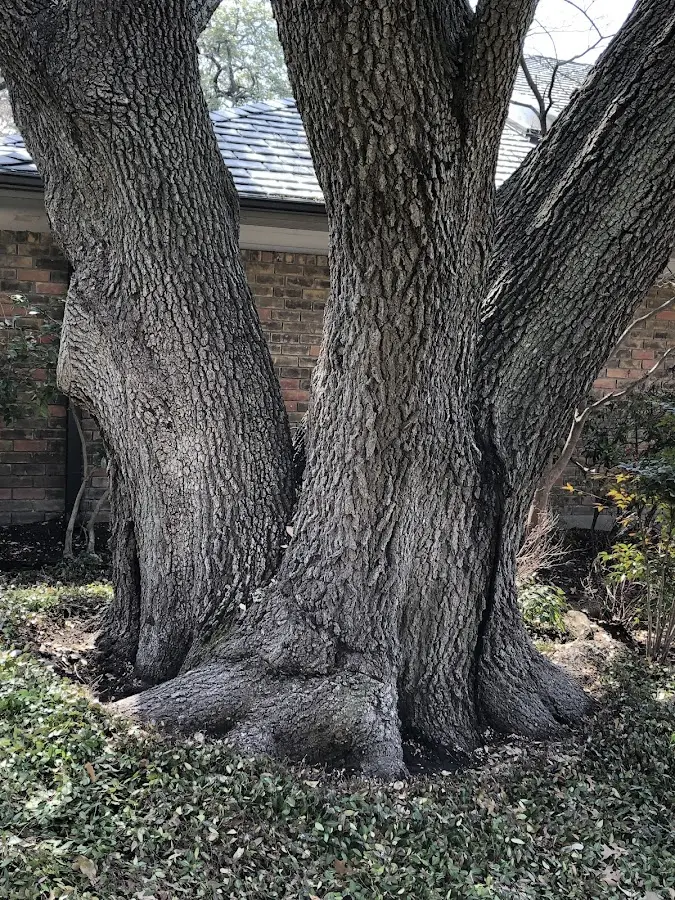 Mature heritage tree close to a Carrie property cared for by certified arborists